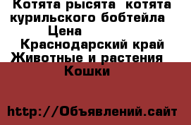 Котята-рысята, котята курильского бобтейла › Цена ­ 25 000 - Краснодарский край Животные и растения » Кошки   